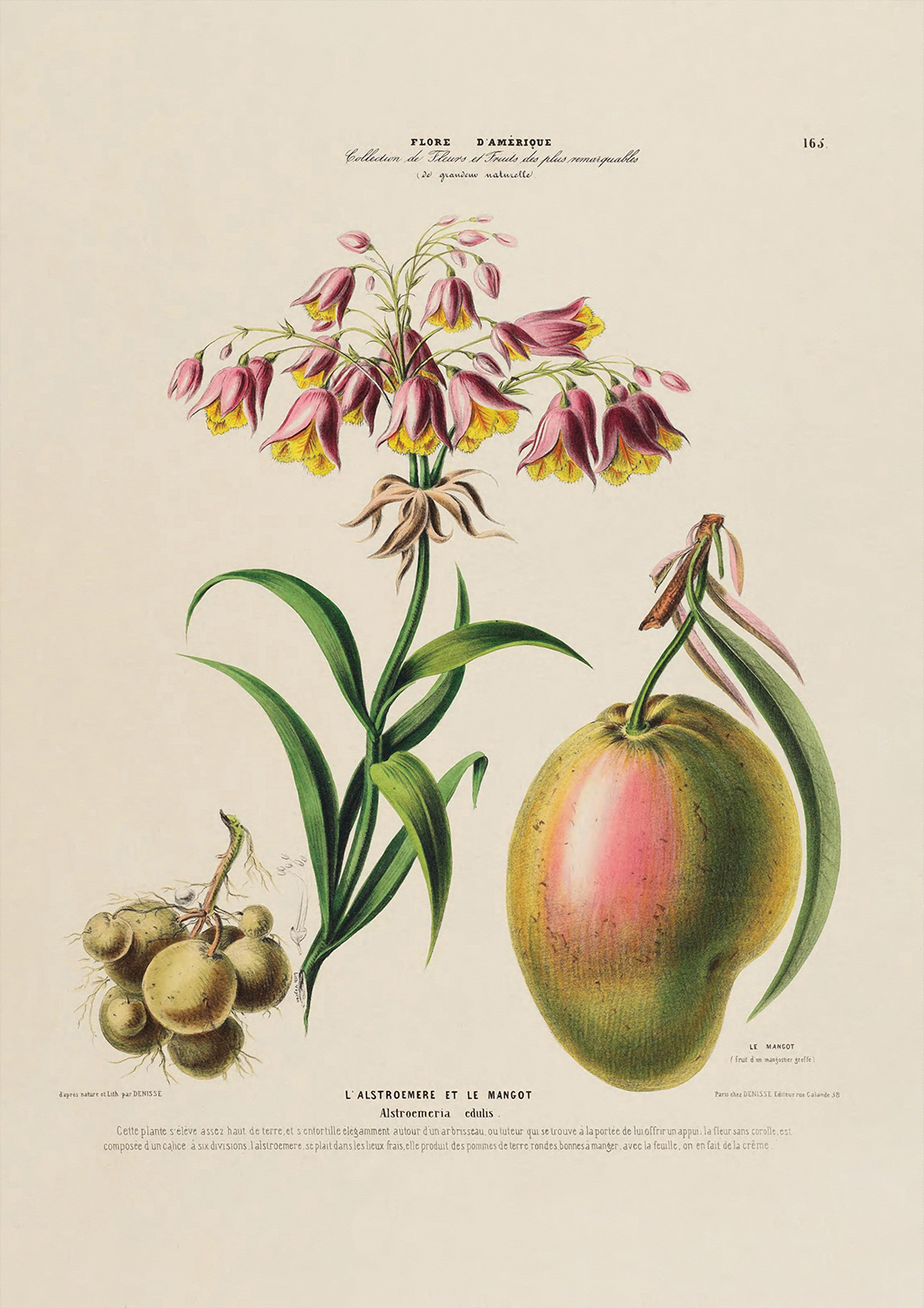 Botanicals: Flore d' Amerique: L' Alstroemere et le Mangot