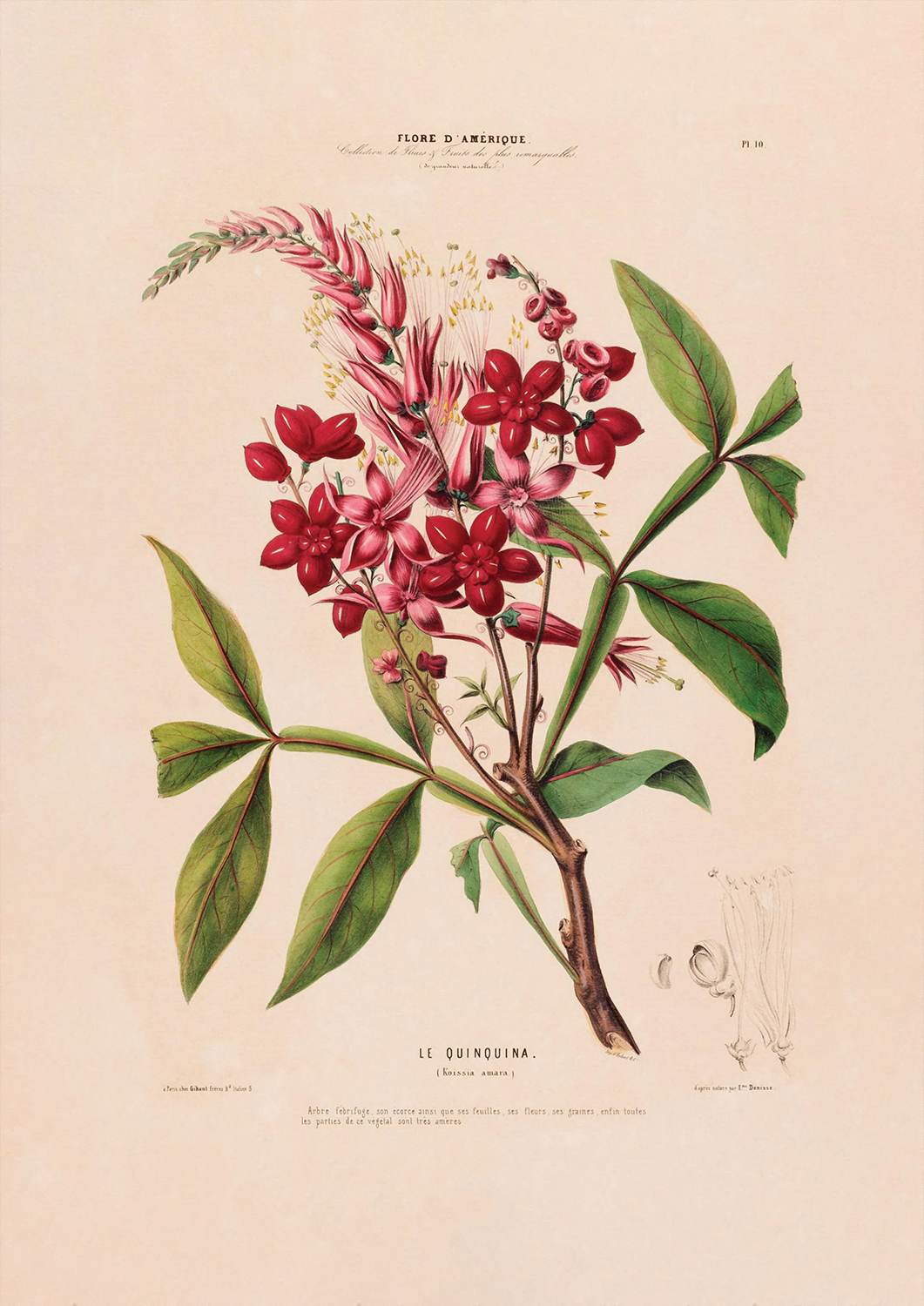 Botanicals: Flore d' Amerique: Le Quinquina