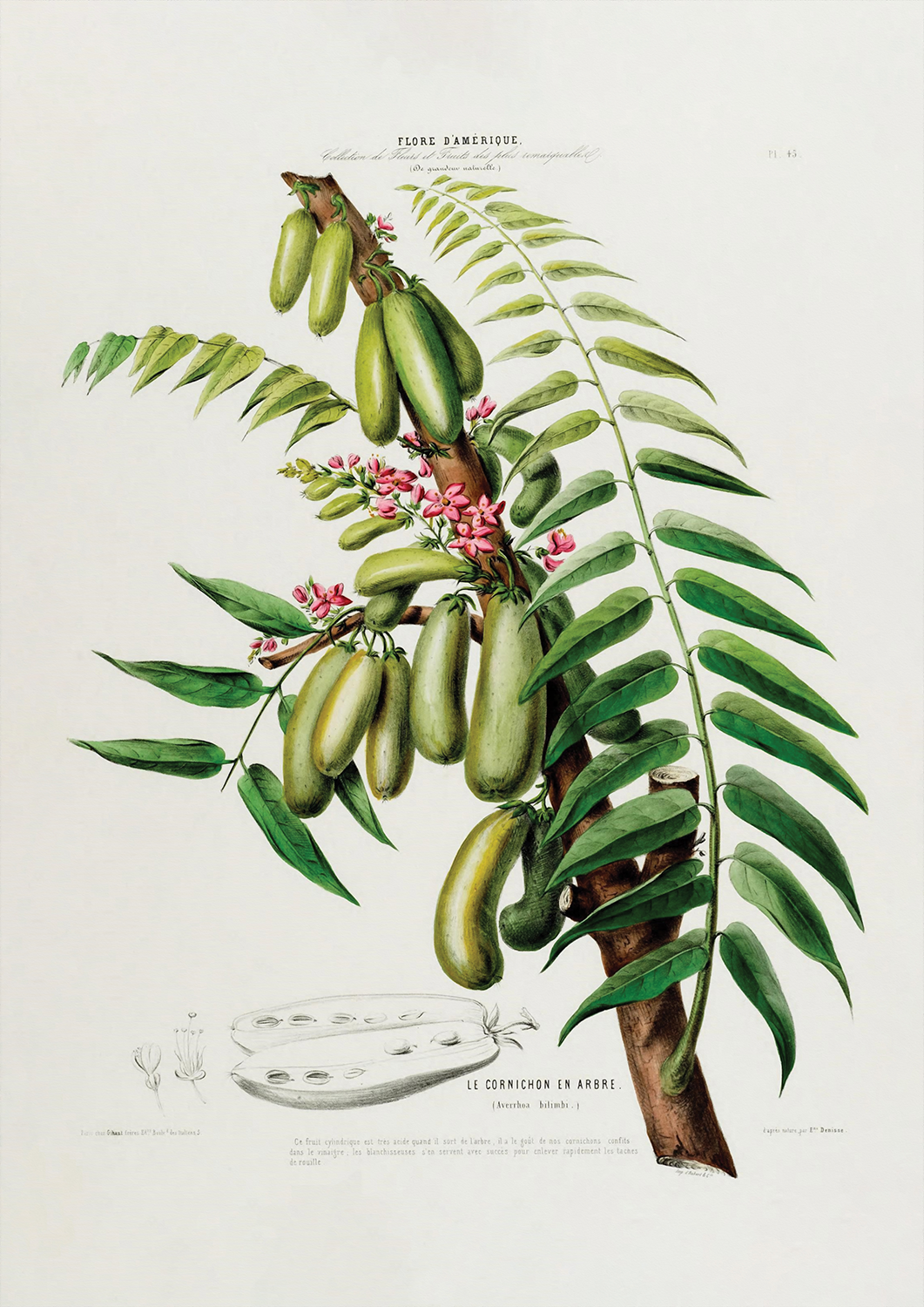 Botanicals: Flore d' Amerique: Le Cornichon en Arbre