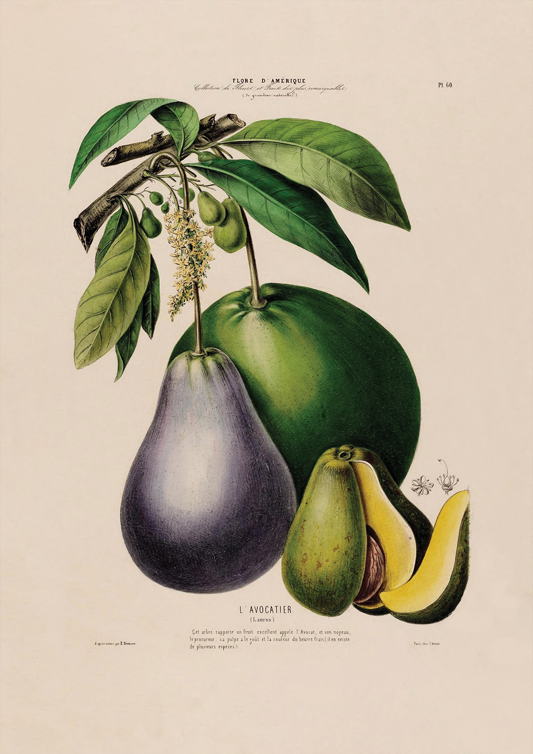 Botanicals: Flore d' Amerique: L'Avocatier