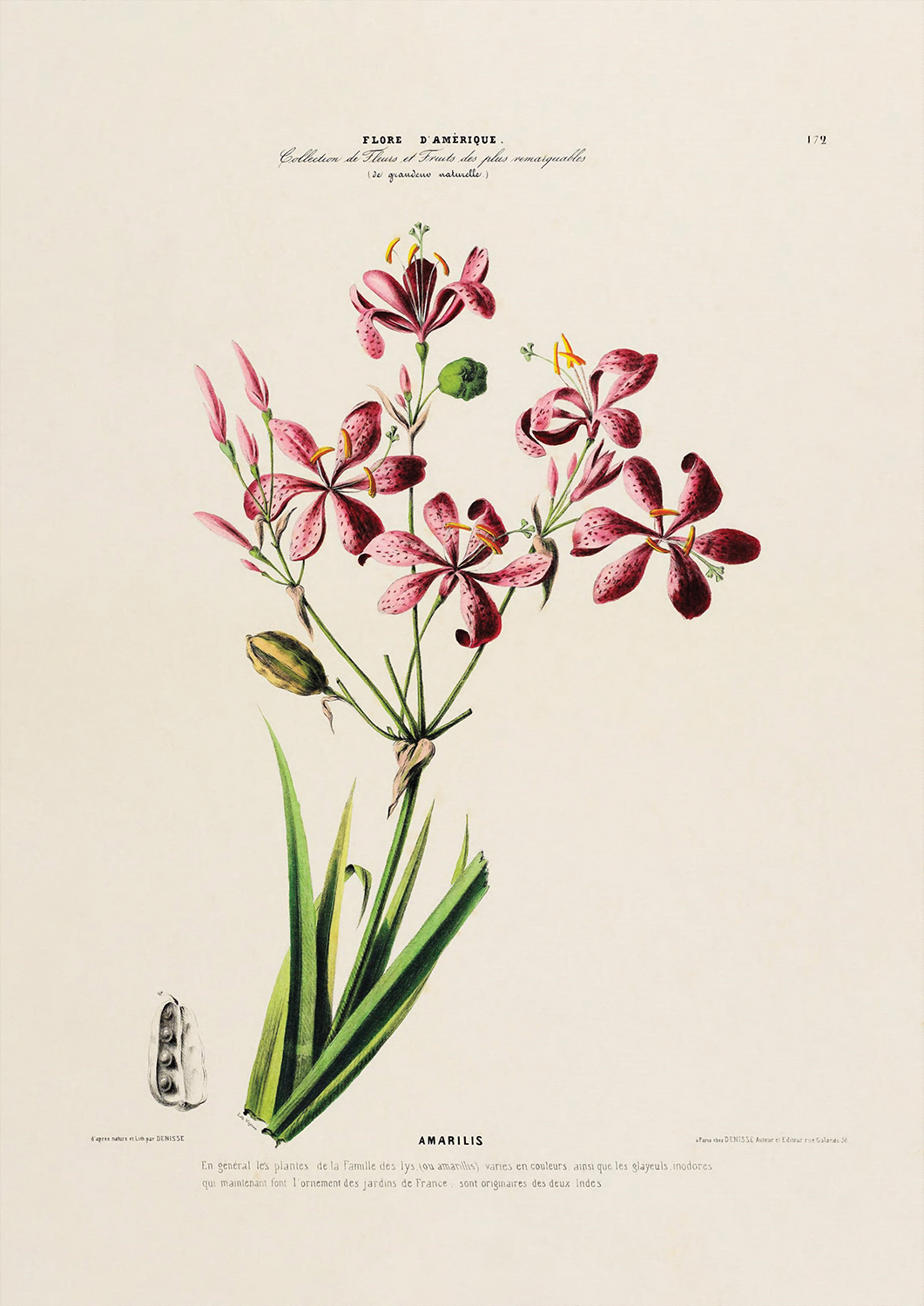 Botanicals: Flore d' Amerique: Amarilis