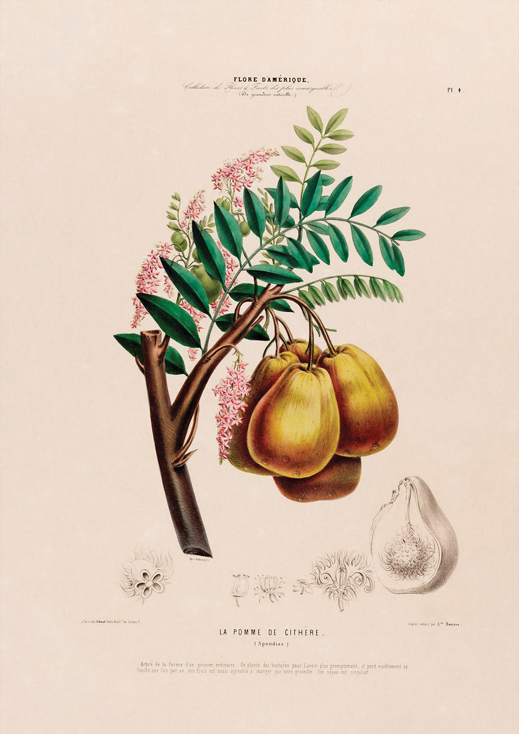 Botanicals: Flore d' Amerique: Le Pomme de Cithere