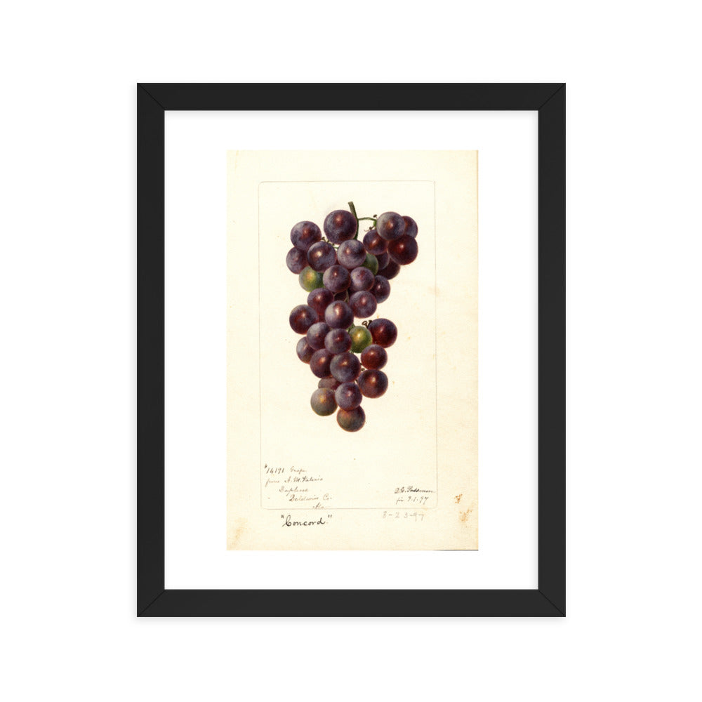 Botanicals - Grapes