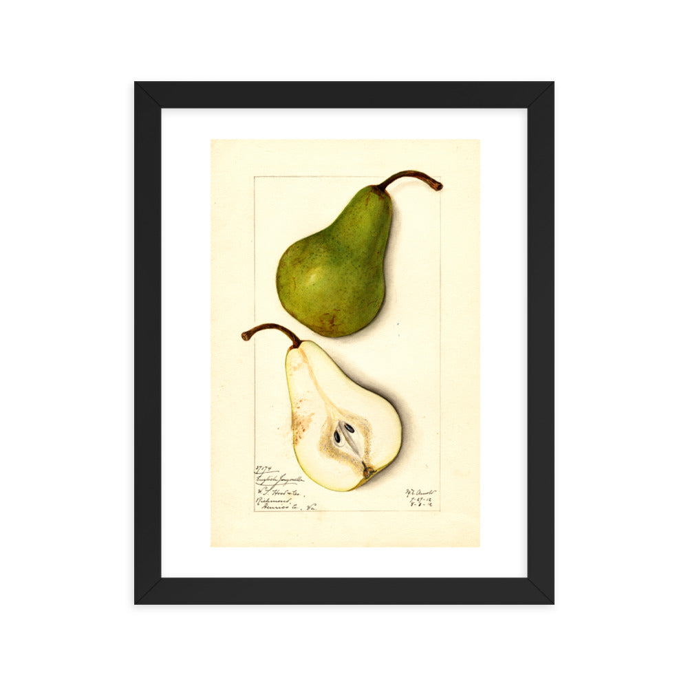 Botanicals - Pears