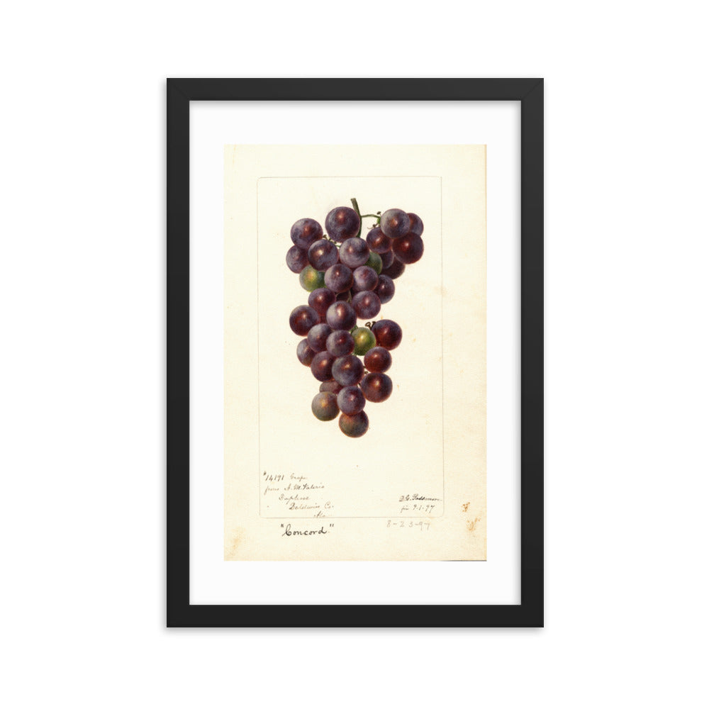 Botanicals - Grapes