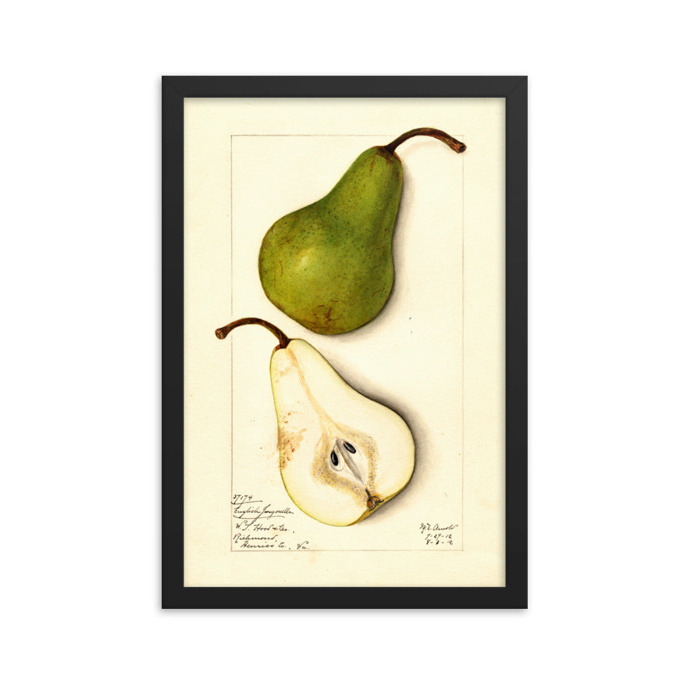 Botanicals - Pears