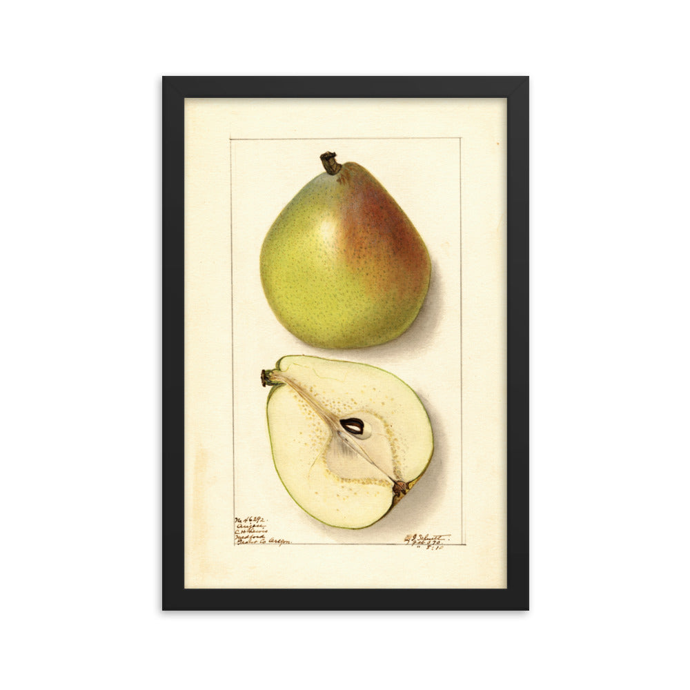 Botanicals - Pear