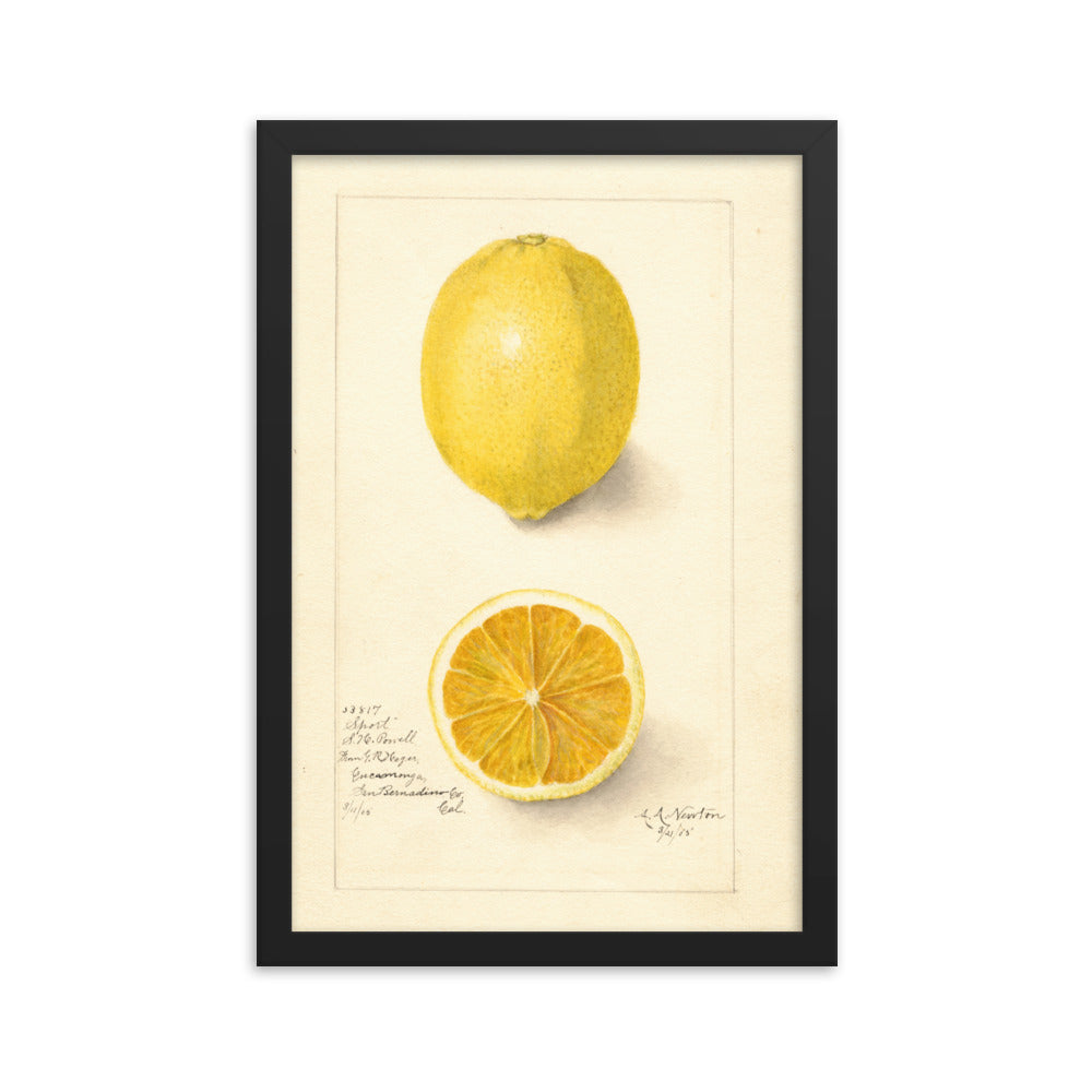 Botanicals - Lemon