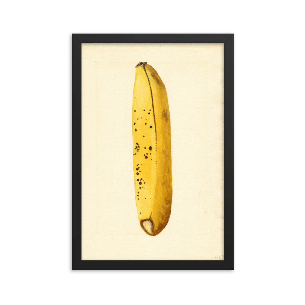 Botanicals - Banana