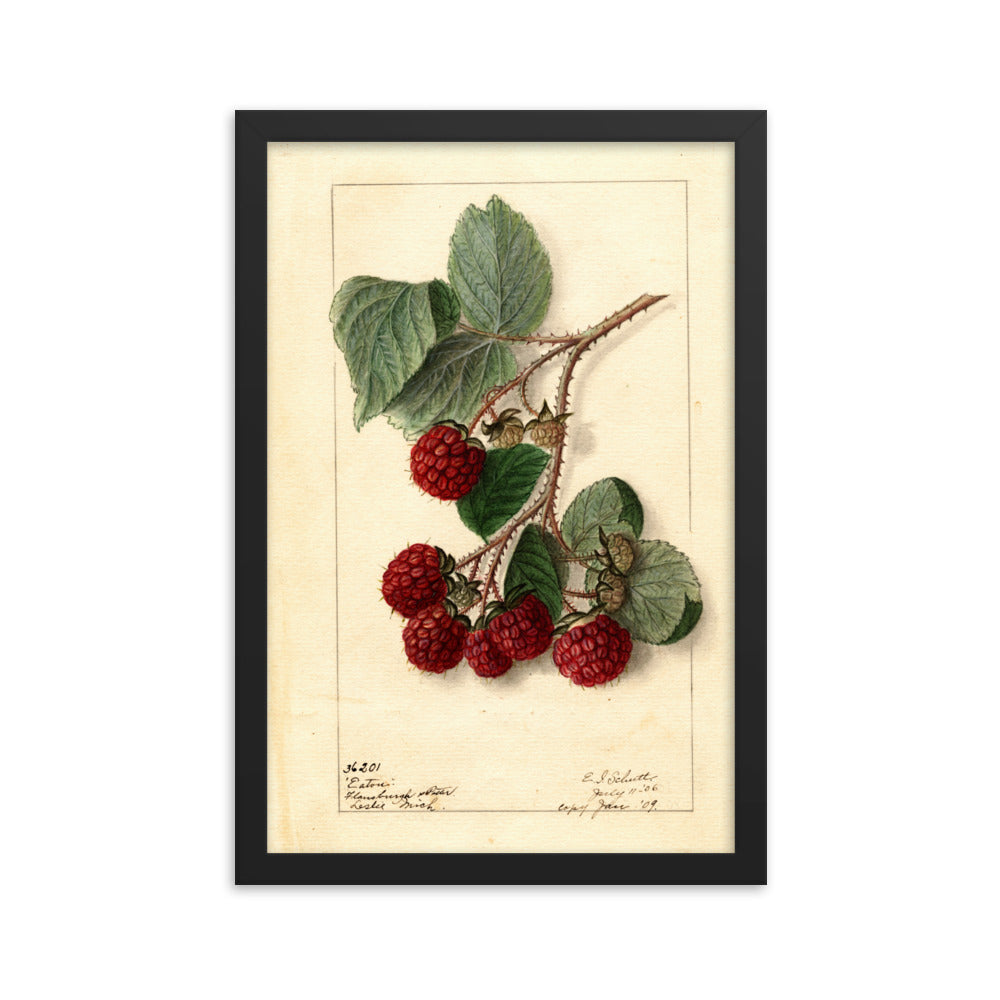 Botanicals - Raspberries