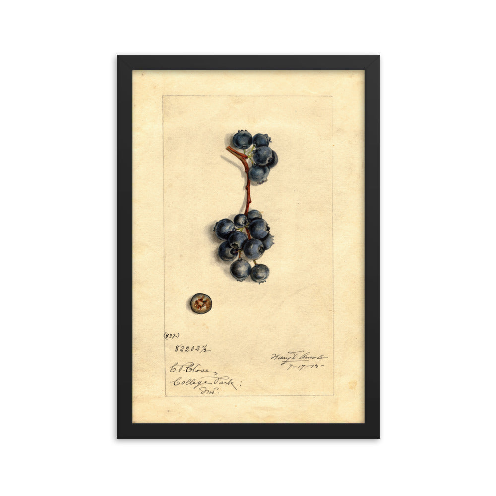 Botanicals - Blueberries