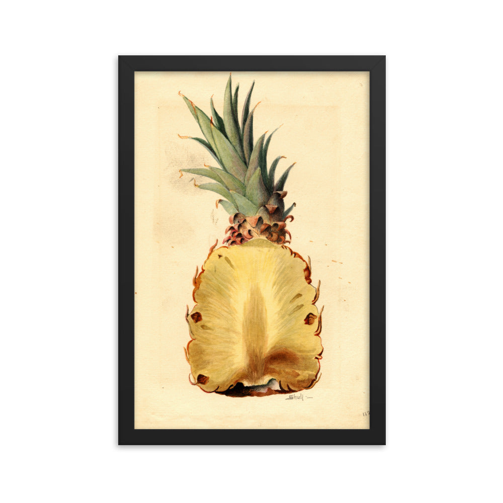 Botanicals - Pineapple