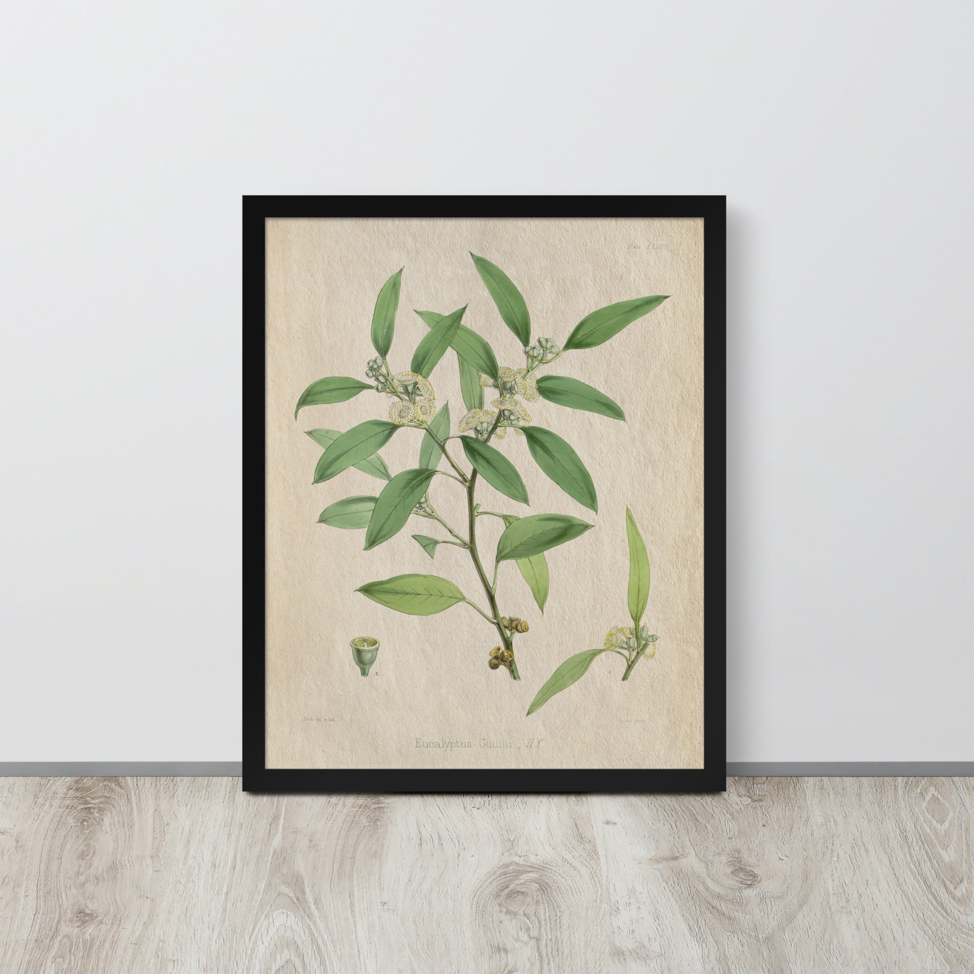 Botanicals - Eucalyptus Leaves