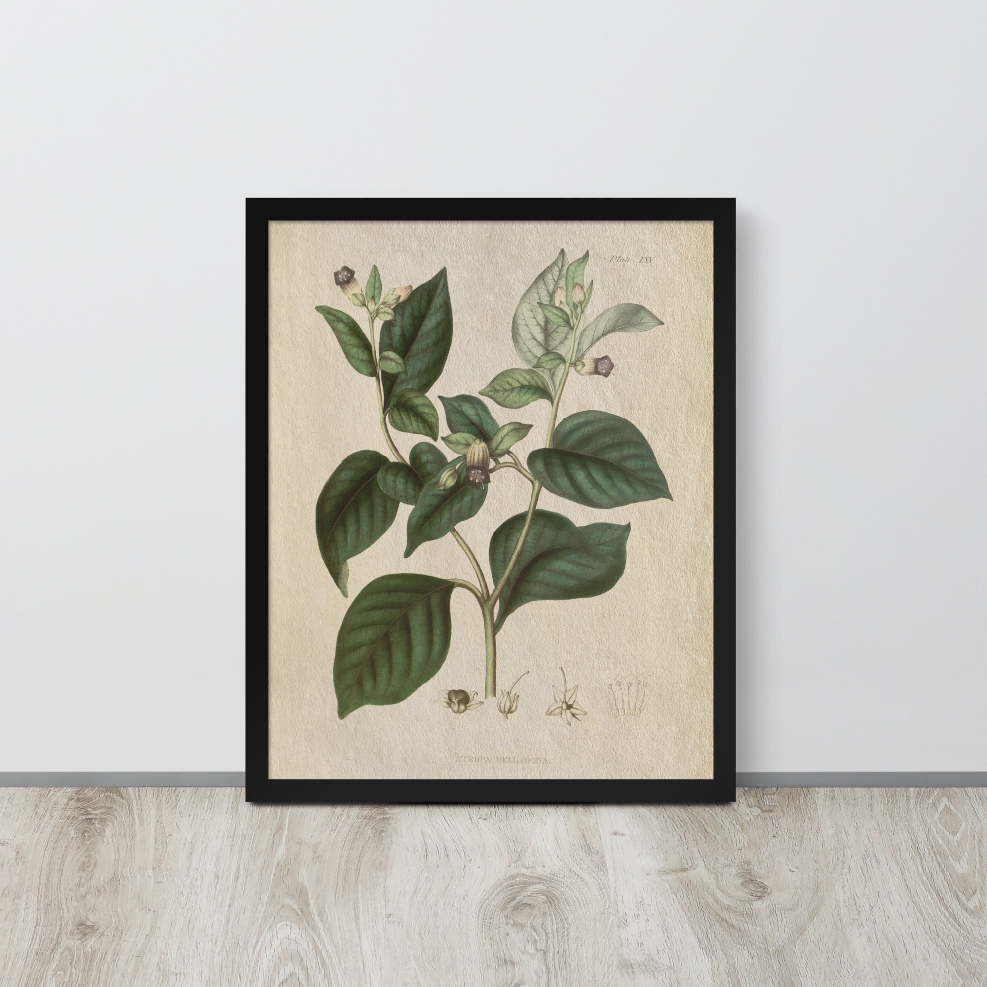 Botanicals - Atropa belladonna