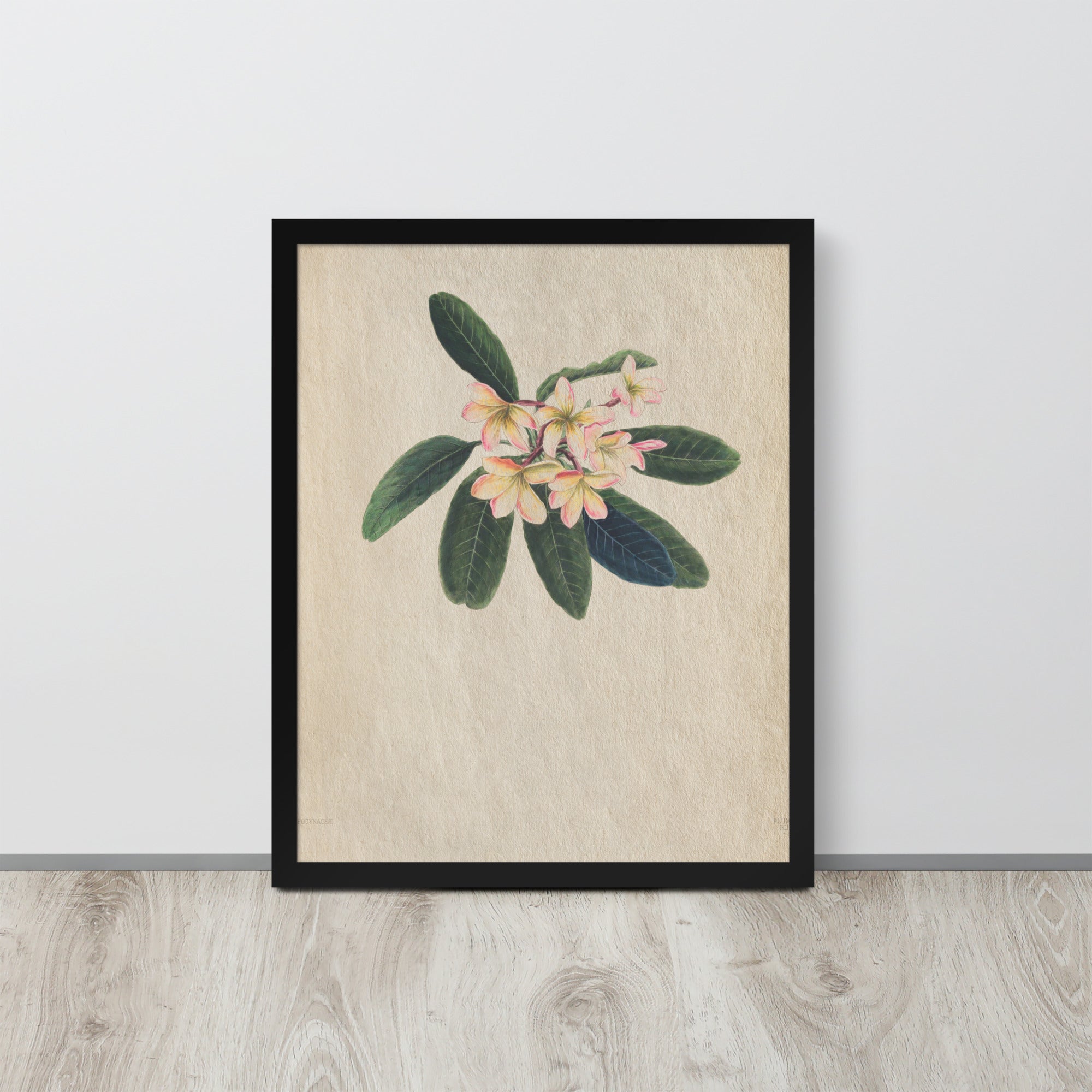 Botanicals - Frangipani