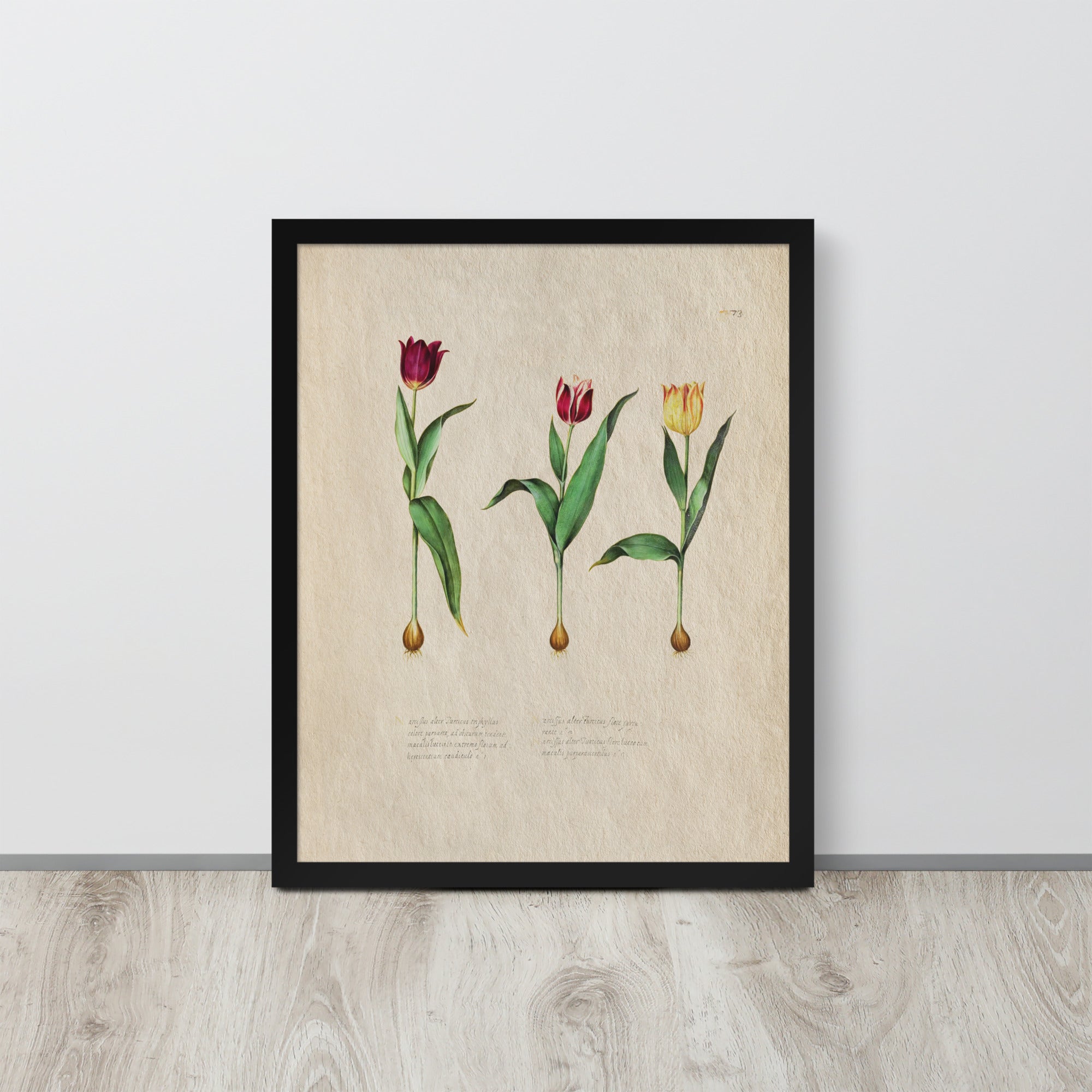 Botanicals - Tulipa