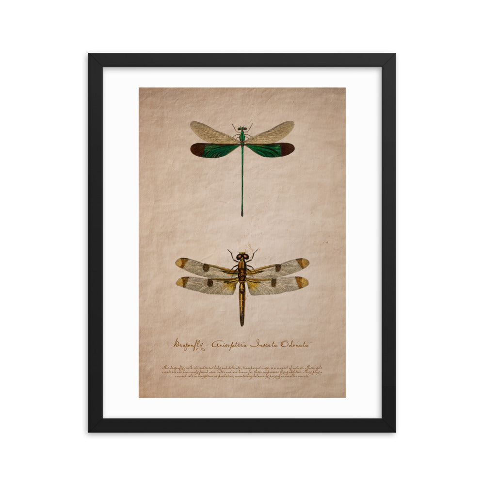 Insects - Dragonfly 0.1