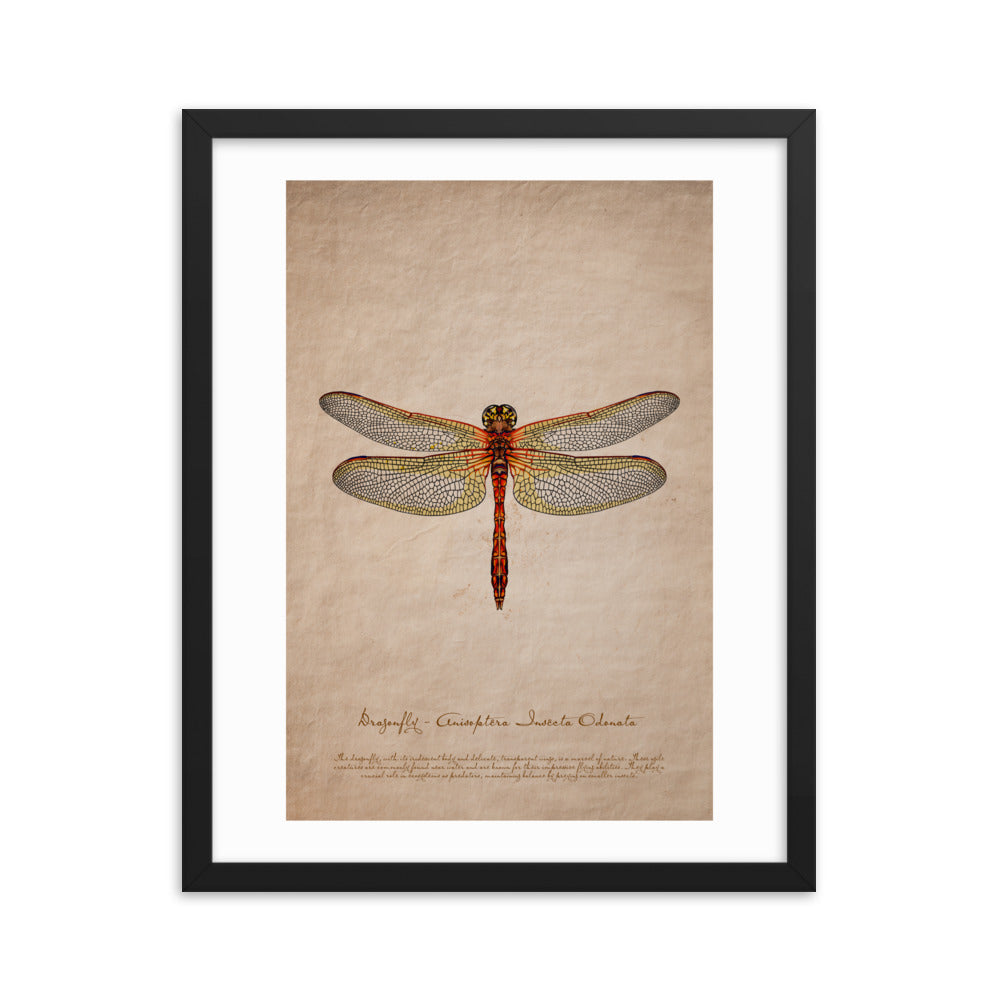 Insects - Dragonfly 0.2