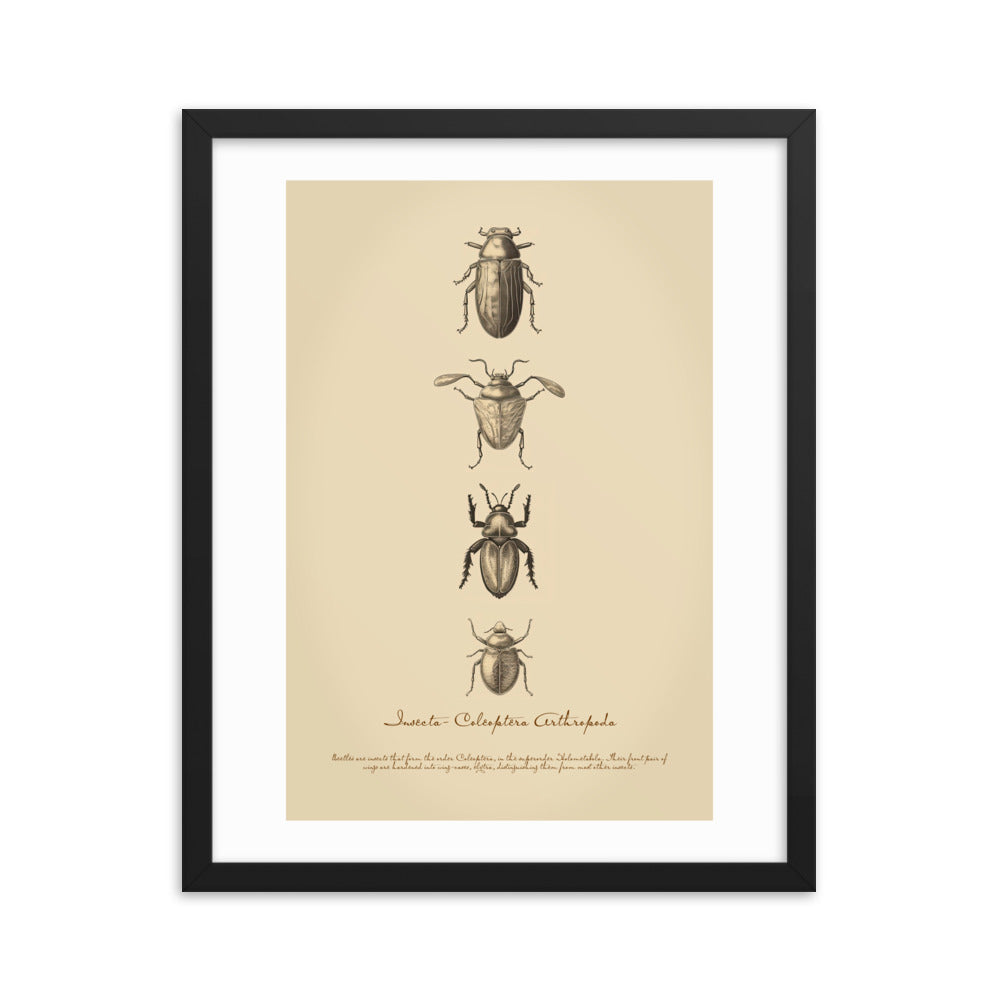 Insects - Beetle 3