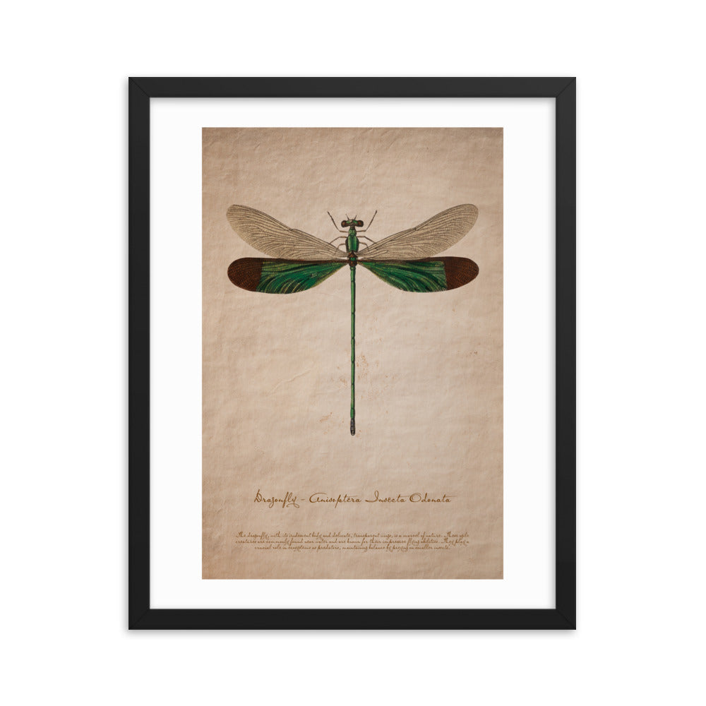 Insects - Dragonfly 0.5