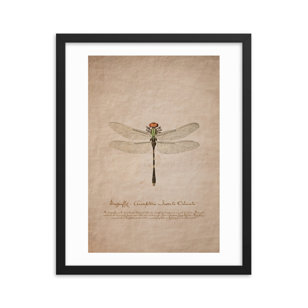 Insects - Dragonfly 0.7