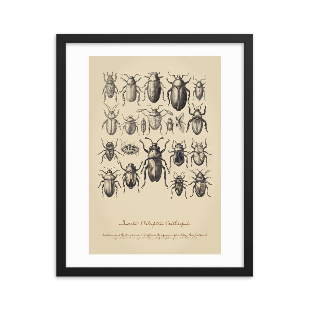 Insects - Beetle 4