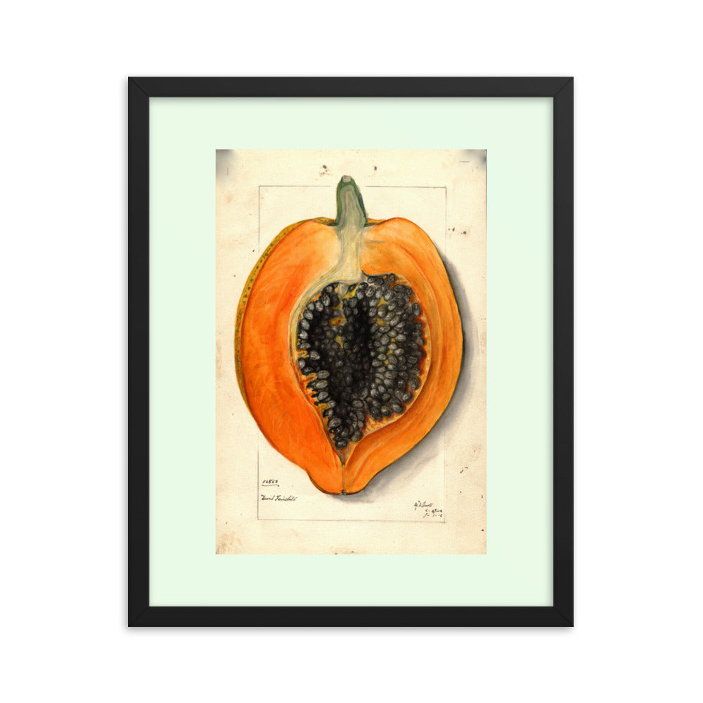 Botanicals - Papaya