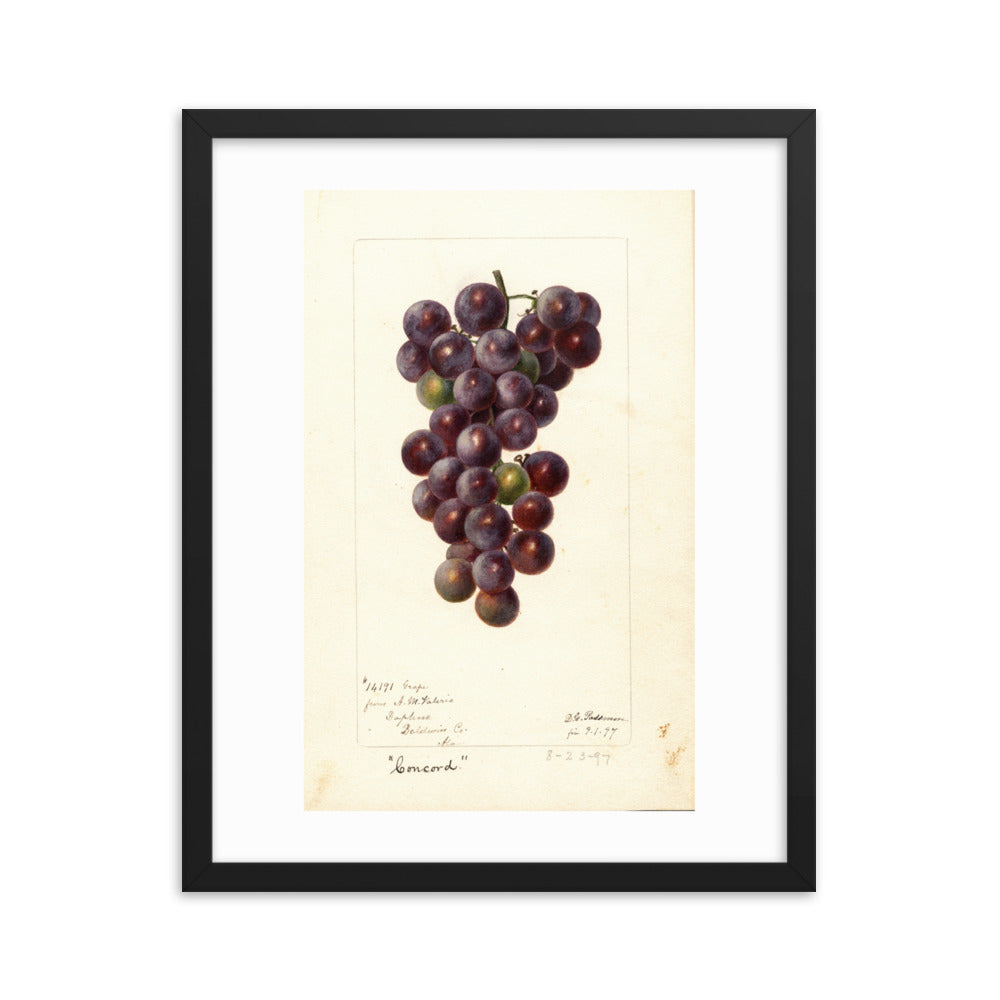 Botanicals - Grapes