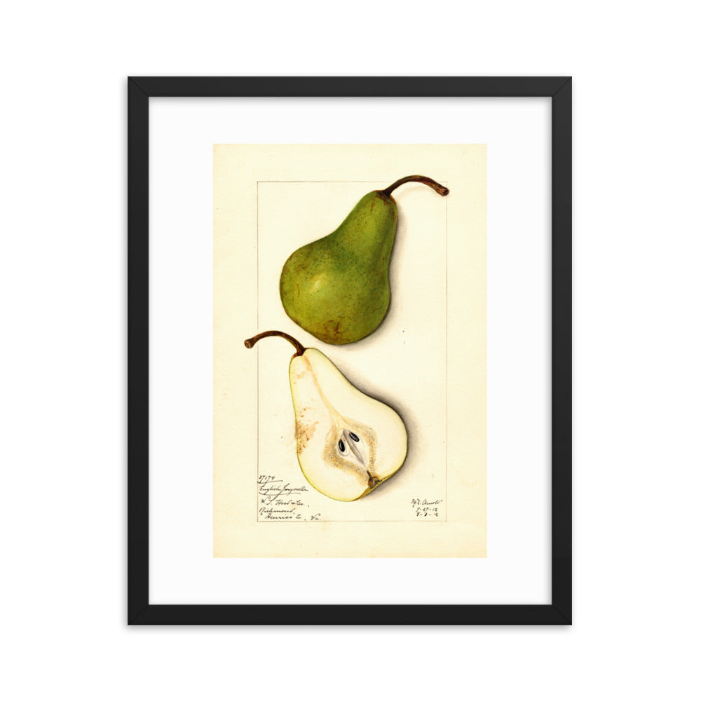 Botanicals - Pears