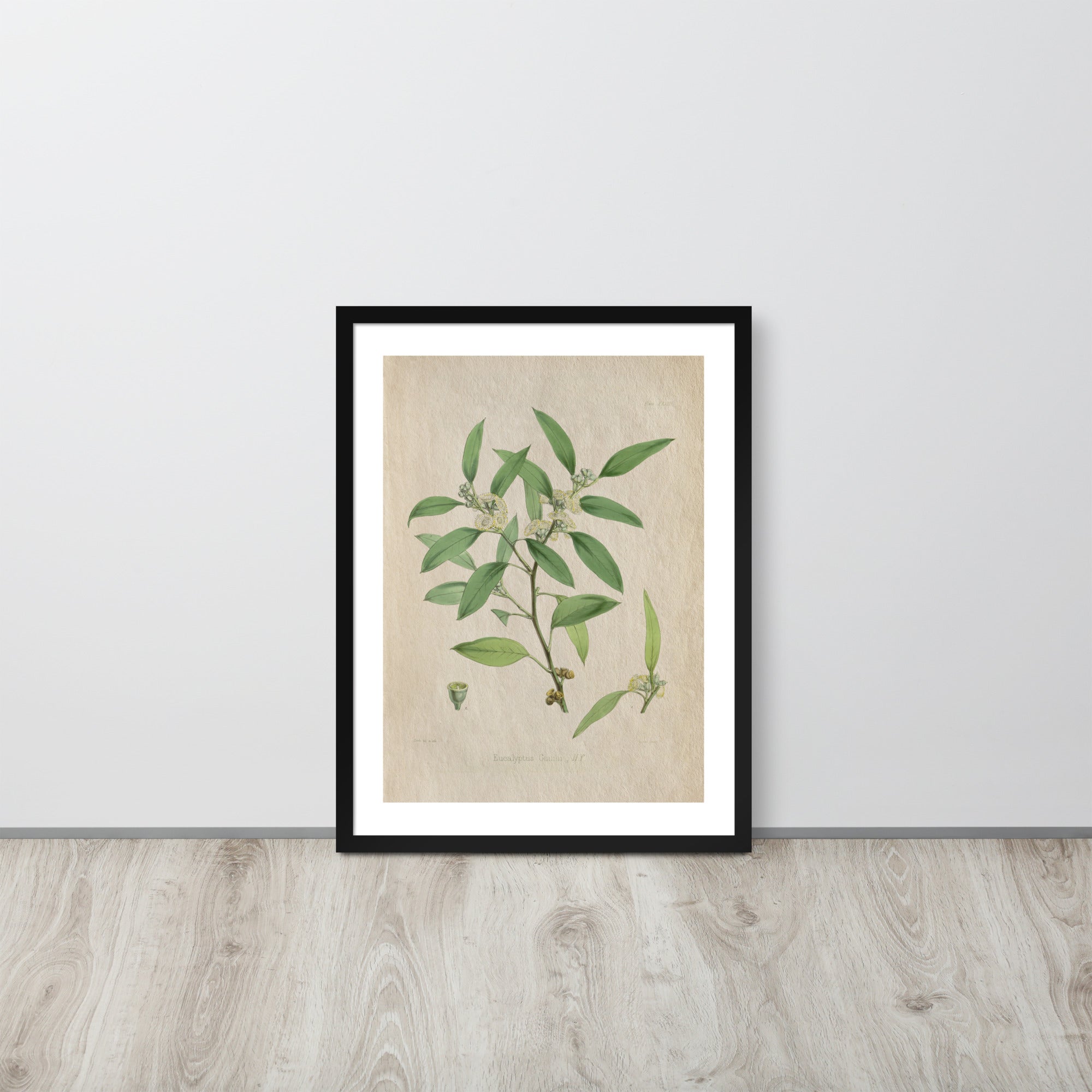 Botanicals - Eucalyptus Leaves