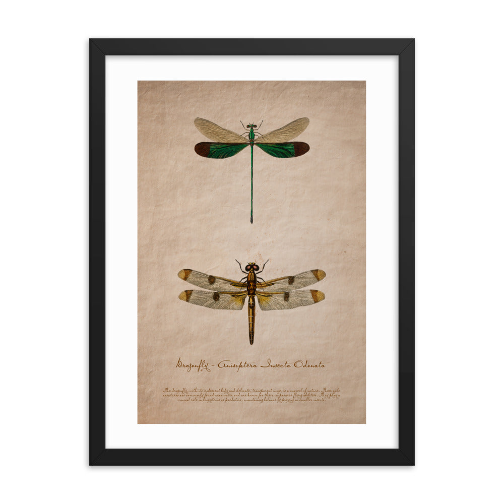 Insects - Dragonfly 0.1