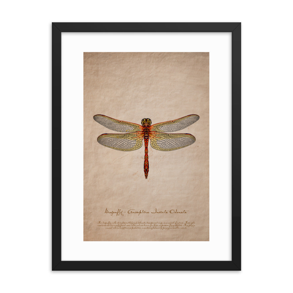 Insects - Dragonfly 0.2