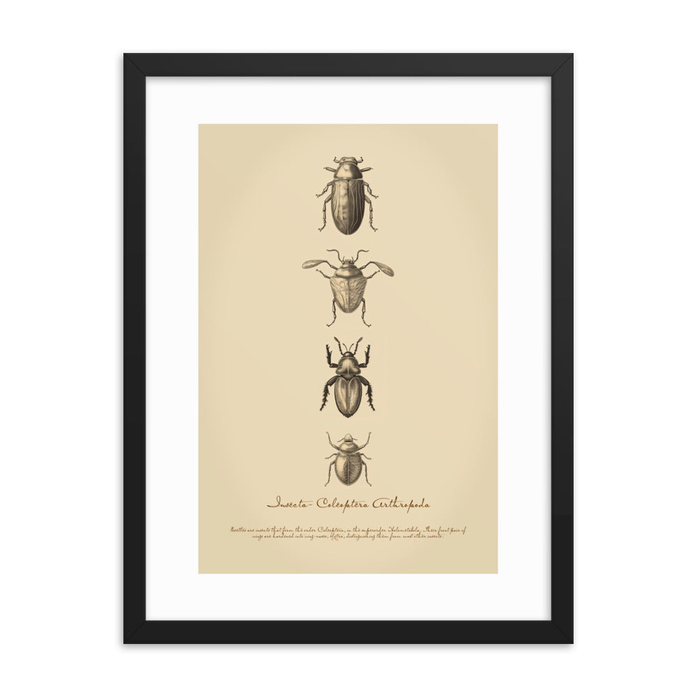 Insects - Beetle 3