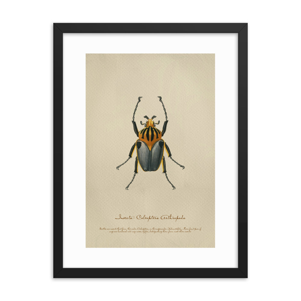 Insects - Beetle 6