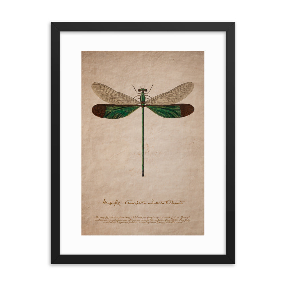 Insects - Dragonfly 0.5