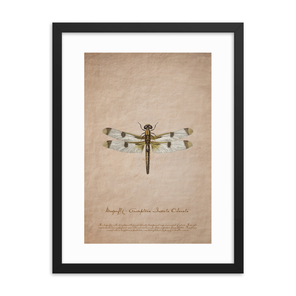 Insects - Dragonfly 0.7