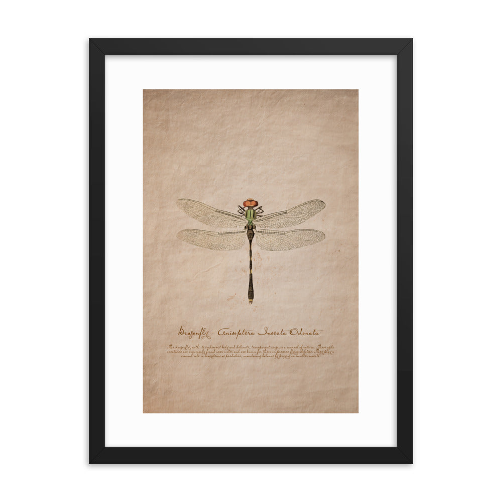 Insects - Dragonfly 0.7