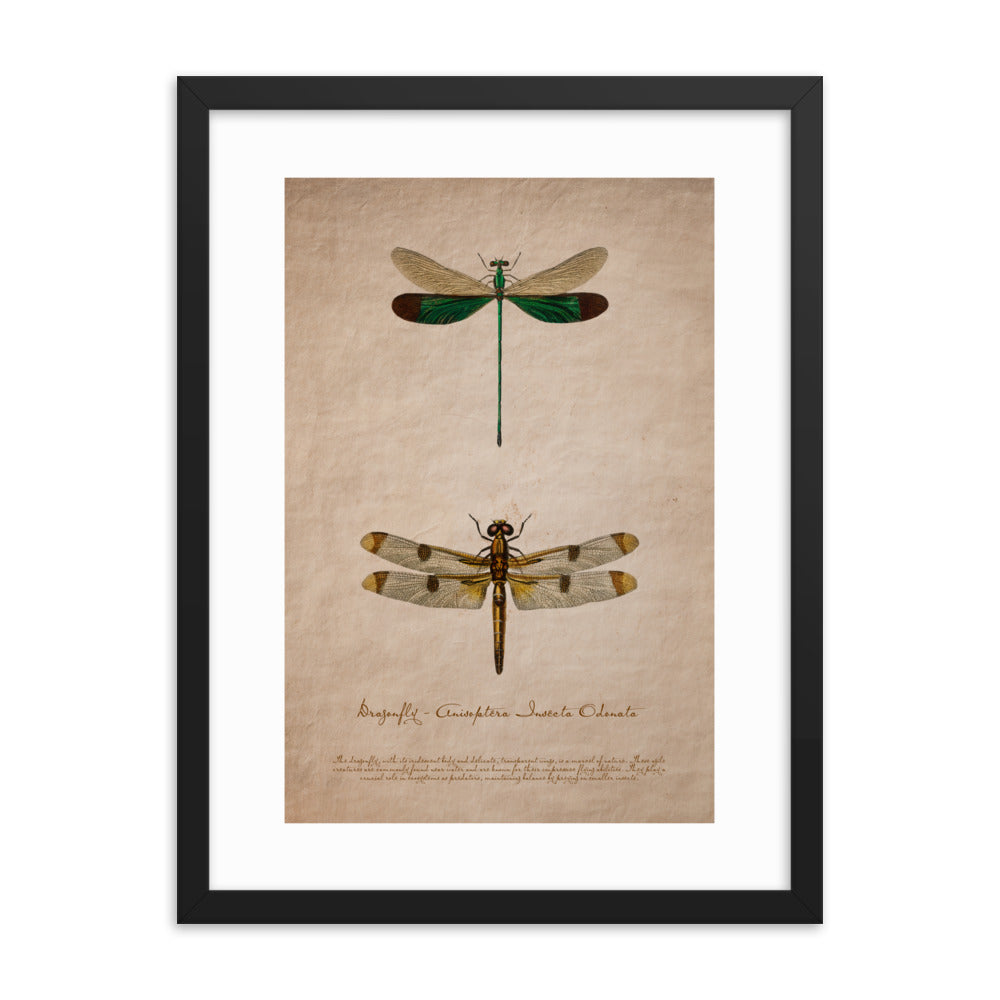 Insects - Dragonfly 0.8