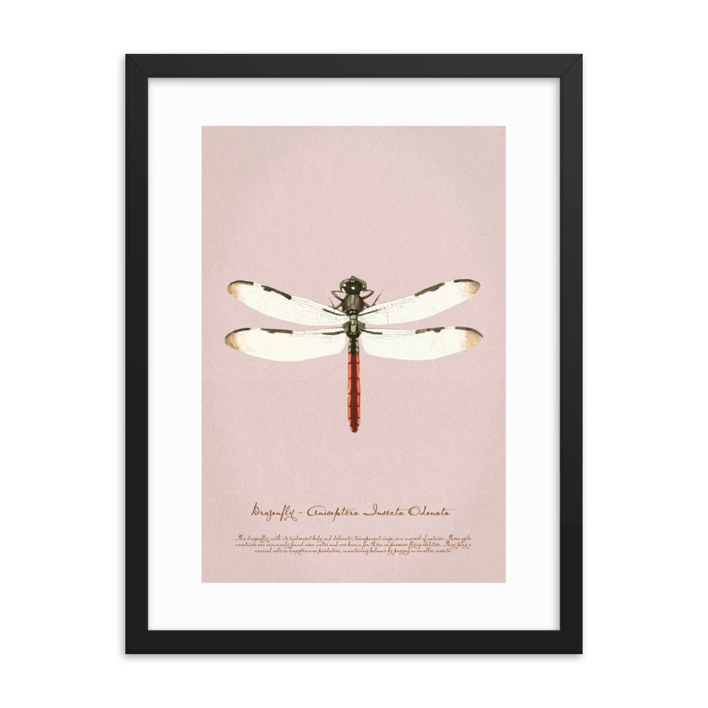 Insects - Dragonfly 0.8