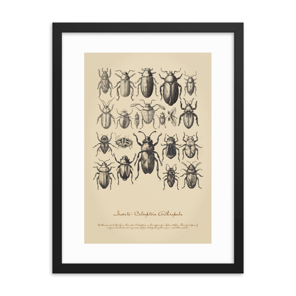 Insects - Beetle 4