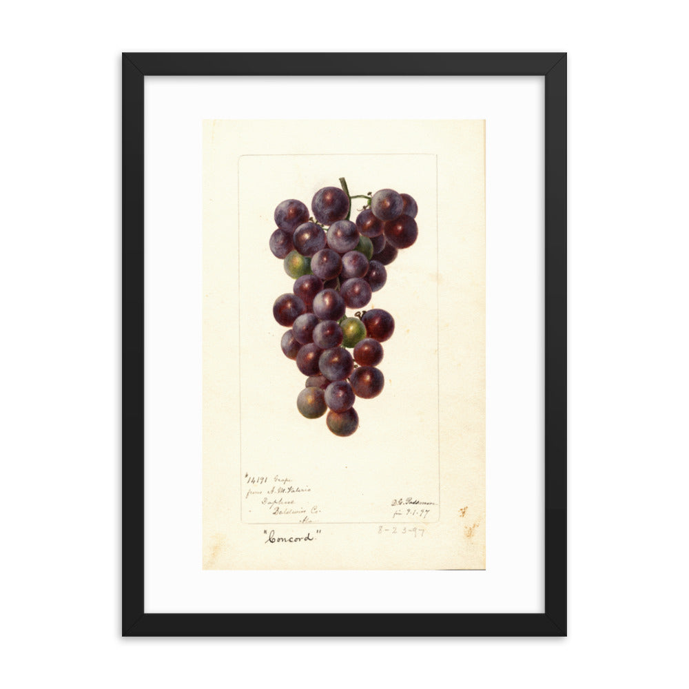 Botanicals - Grapes