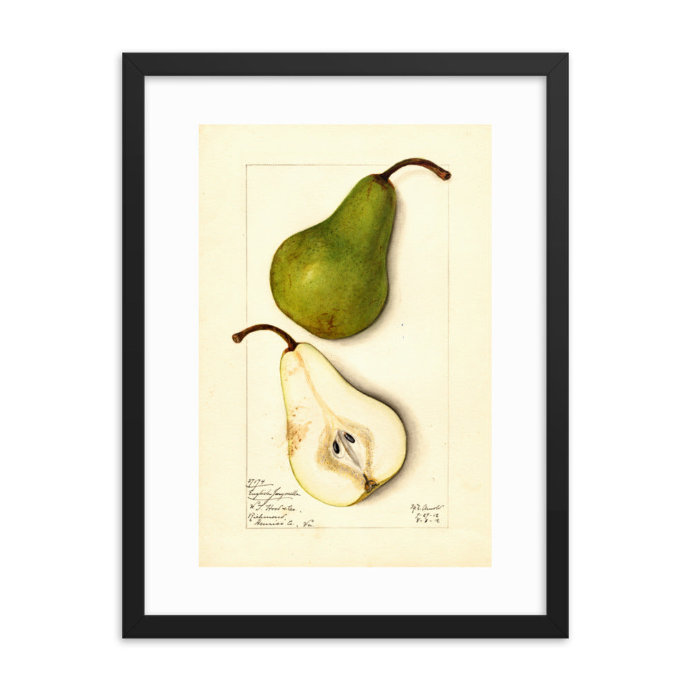 Botanicals - Pears