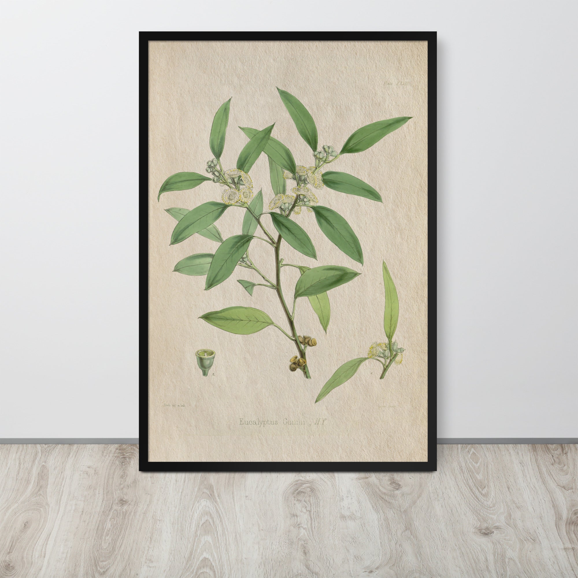 Botanicals - Eucalyptus Leaves