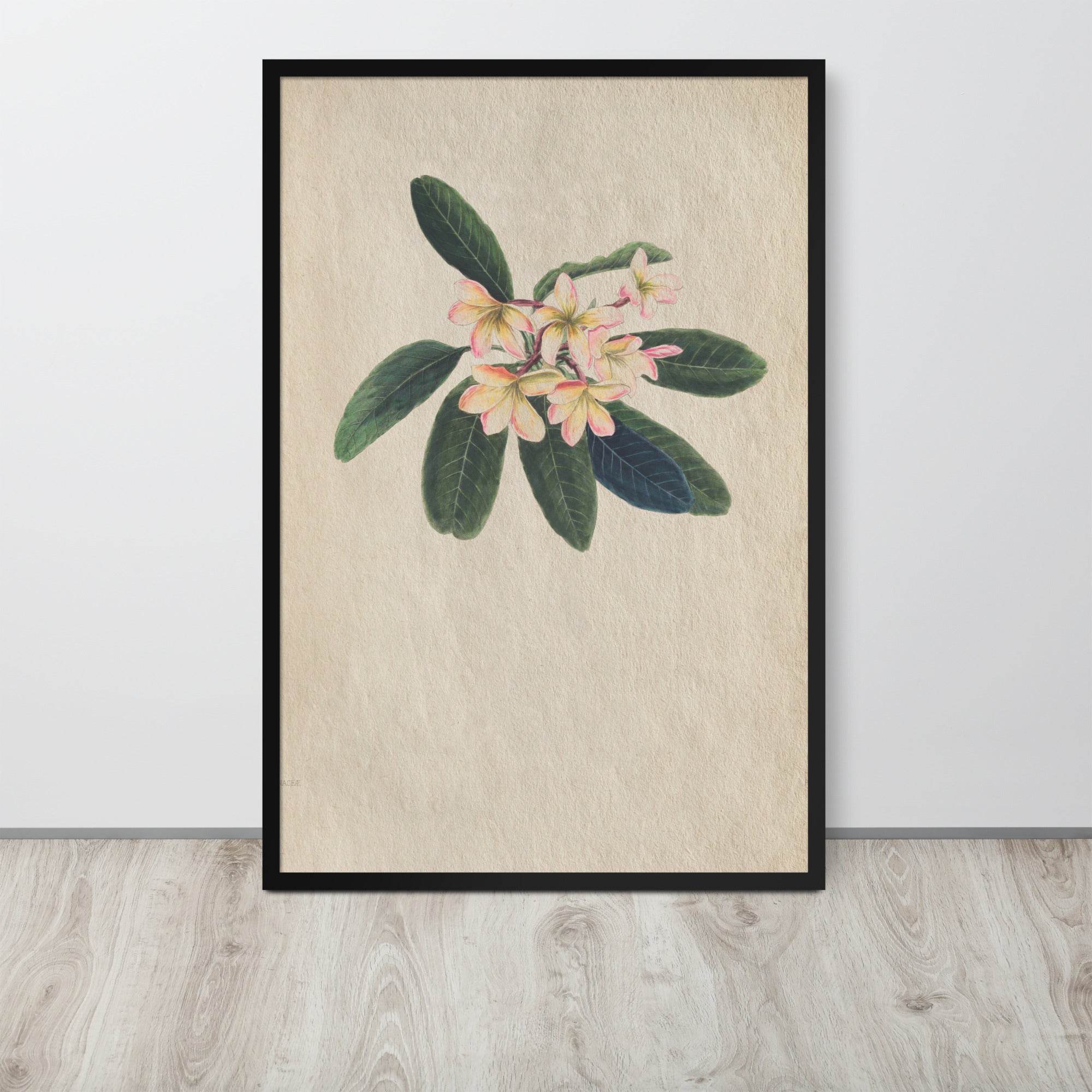 Botanicals - Frangipani