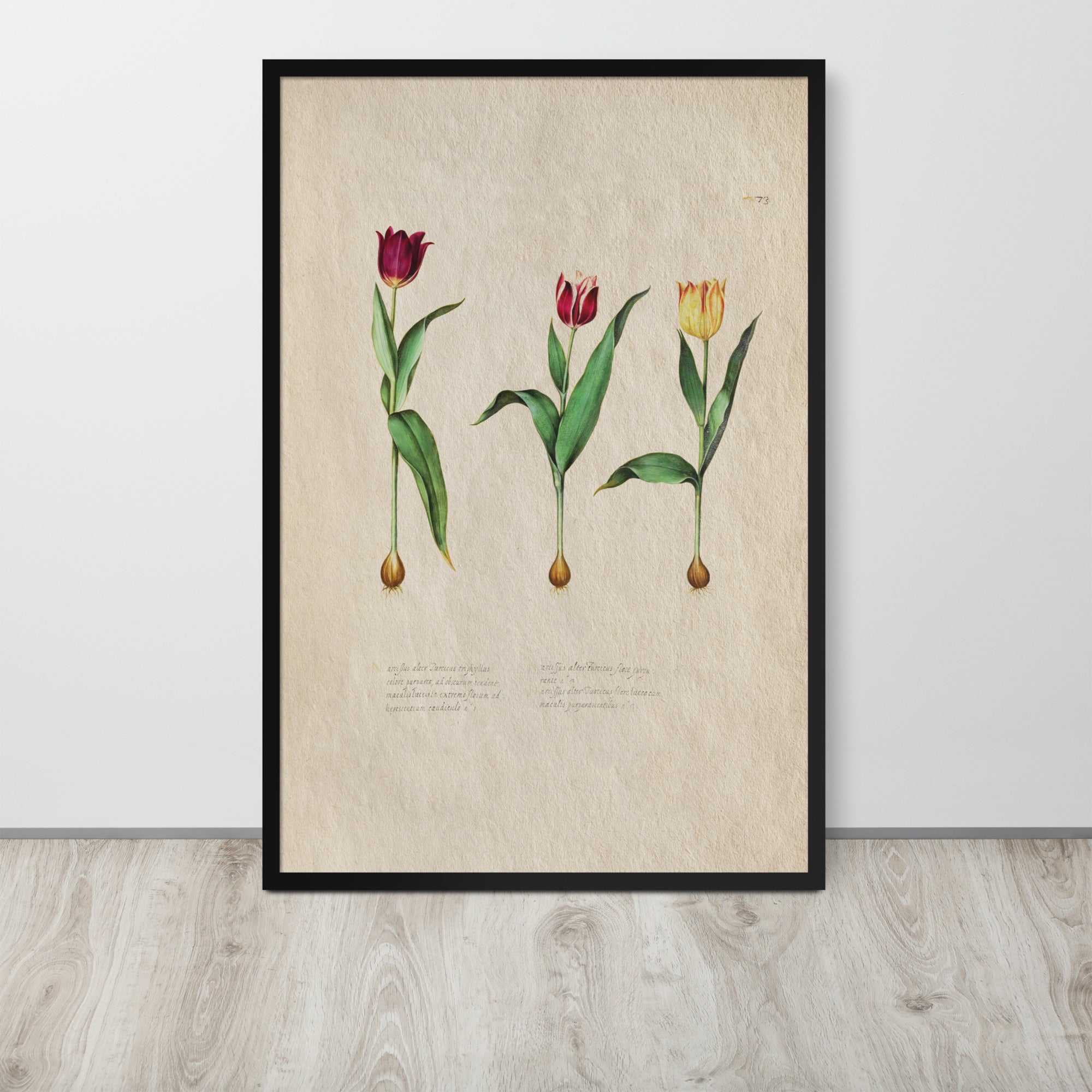 Botanicals - Tulipa