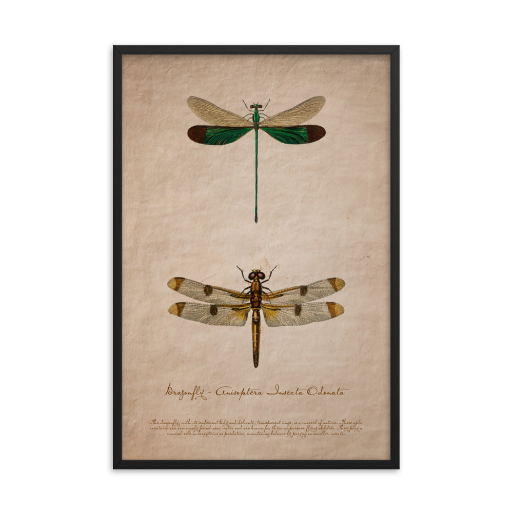 Insects - Dragonfly 0.1