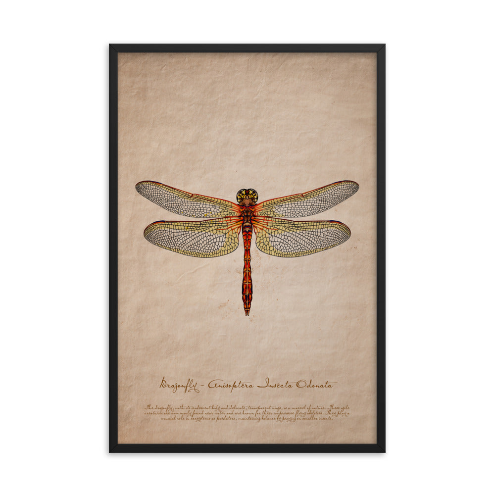 Insects - Dragonfly 0.2