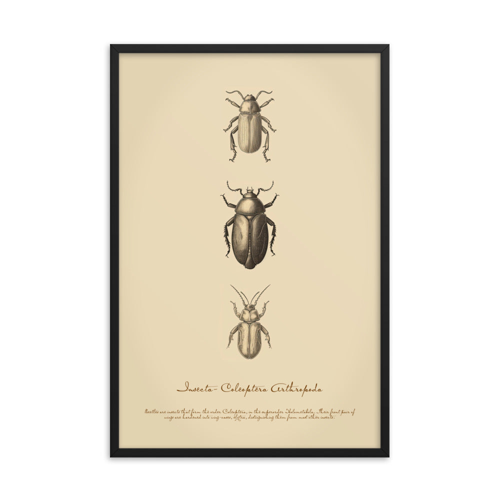 Insects - Beetle 2