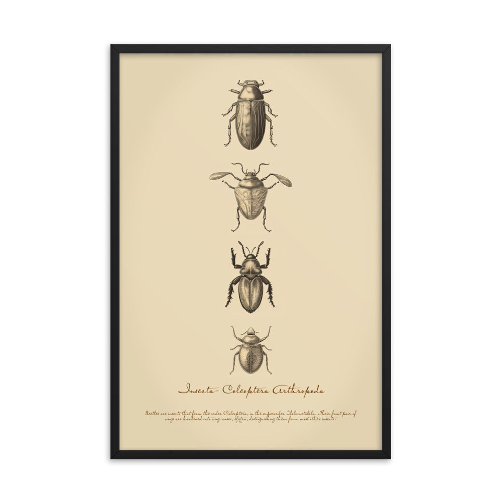 Insects - Beetle 3