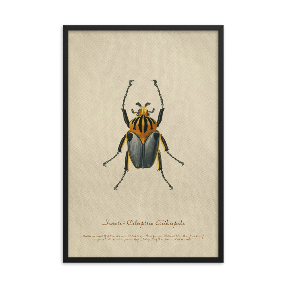 Insects - Beetle 6